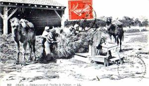 Oran 101